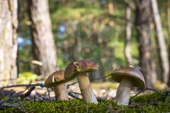 Three cep mushrooms grows in forest. Beautiful autumn season porcini in wood. Edible mushrooms raw food. Vegetarian natural meal