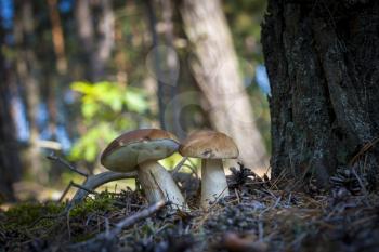 Two cep mushrooms grows in forest. Beautiful autumn season porcini in wood. Edible mushrooms raw food. Vegetarian natural meal