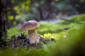 Cep mushroom grows on forest glade. Beautiful autumn season porcini in moss. Edible mushrooms raw food. Vegetarian natural meal