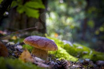 Big wide cep mushroom in nature. Beautiful autumn season porcini in moss. Edible mushrooms raw food. Vegetarian natural meal