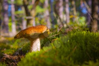Porcini mushroom grow in forest moss. Beautiful autumn season nature. Edible mushrooms raw food. Vegetarian natural meal