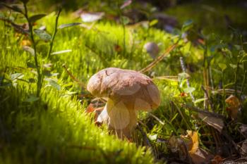 Small porcini mushroom in moss. Beautiful autumn season nature. Edible mushrooms raw food. Vegetarian natural meal