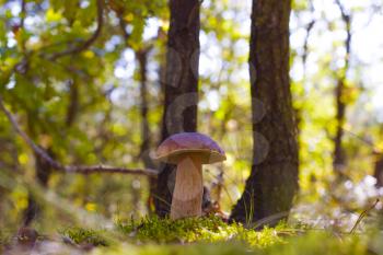 Porcini mushroom grow in sunny forest. Beautiful autumn season nature. Edible mushrooms raw food. Vegetarian natural meal