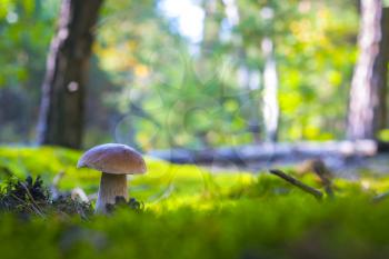 Cep mushroom grow in forest glade. Beautiful autumn season porcini in moss. Edible mushrooms raw food. Vegetarian natural meal