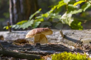 Wide cep mushroom grows in forest. Beautiful autumn season porcini in moss. Edible mushrooms raw food. Vegetarian natural meal