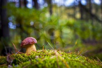 Royal cep mushroom grows in forest. Beautiful autumn season porcini in moss. Edible mushrooms raw food. Vegetarian natural meal