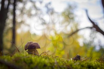 Royal cep mushroom grows in moss forest. Beautiful autumn season porcini in moss. Edible mushrooms raw food. Vegetarian natural meal