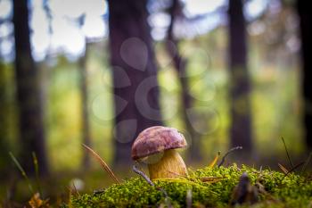 Royal cep mushroom grows in moss wood. Beautiful autumn season porcini in moss. Edible mushrooms raw food. Vegetarian natural meal