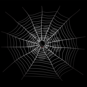 Spider web and spider in the dark. White cobweb on black background