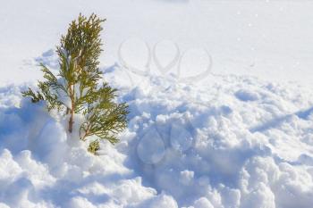 Young thuja covered with snow. Winter snowed plant