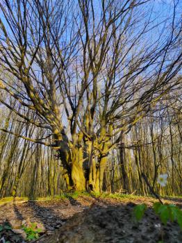 Big wide tree with many branches in the spring forest. Nature wood plants