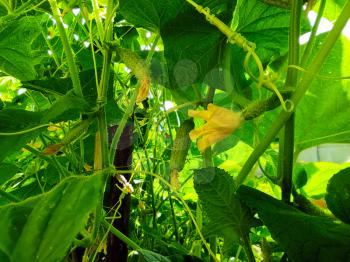 Little gherkins cucumbers growing. Agriculture vegetable backdrop