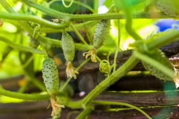 Three gherkins cucumbers growing in garden. Agriculture vegetable backdrop. Green cuke harvest