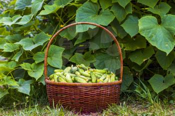 Basket with cucumbers in garden. Fresh small large gherkin cucumber backdrop. Healthy green food