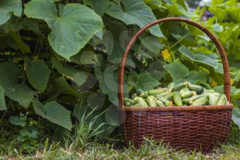 Cucumbers harvest in basket. Fresh small large gherkin cucumber backdrop. Healthy green food