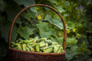 Basket with cucumbers plants on background. Fresh small large gherkin cucumber backdrop. Healthy green food