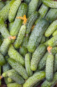 Cucumbers and dried flowers background. Fresh small large gherkin cucumber backdrop. Healthy green food
