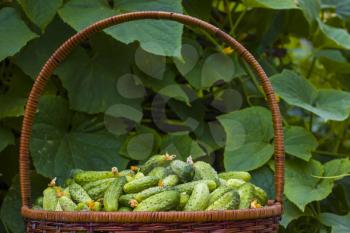 Cucumbers basket healthy food. Fresh small large gherkin cucumber backdrop. Healthy green food