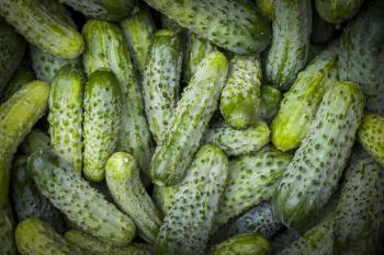 Cucumbers harvest background. Fresh small large gherkin cucumber backdrop. Healthy green food