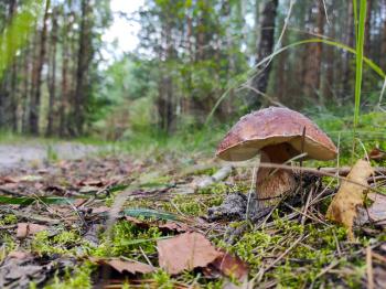 White mushroom grows near forest road. Beautiful mushrooms season in wood