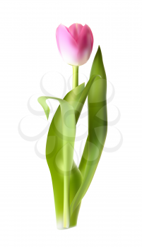 Beautiful Pink Tulip. Isolated Vector Illustration EPS10