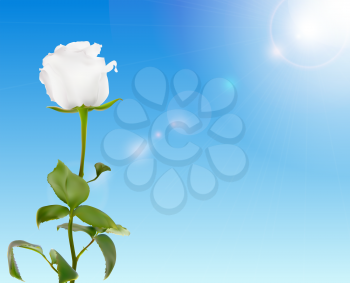 Beautiful Rose Against Shiny Sky Vector Illustration EPS10
