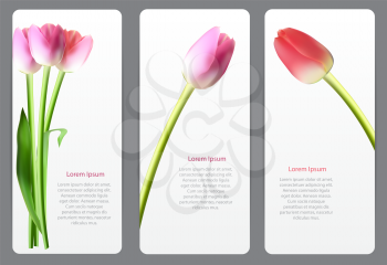 Beautiful Floral Cards with  Realistic Tulip Vector Illustration EPS10