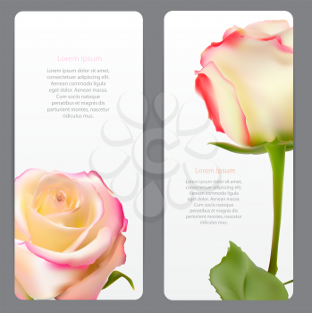 Beautiful Floral Cards with  Realistic Flowers Rose and Lilly Vector Illustration EPS10