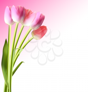 Beautiful Pink Realistic Tulip Background Vector Illustration EPS10