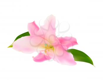 Realistic Pink Lily. Isolated Vector Illustration EPS10