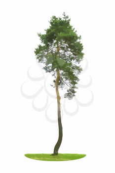 Colored Silhouette Tree Isolated on White Backgorund. Vecrtor Illustration. EPS10