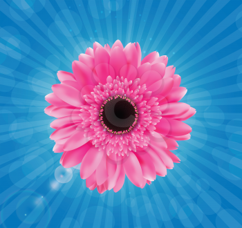 Gerbera Flower Isolated on White Background Vector Illustration. EPS10
