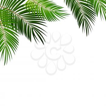 Palm Leaf on White Background with Place for Your Text Vector Illustration EPS10