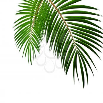 Palm Leaf on White Background with Place for Your Text Vector Illustration EPS10