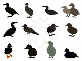 Set of Silhouettes of different types of existing ducks. Vector Illustration. EPS10
