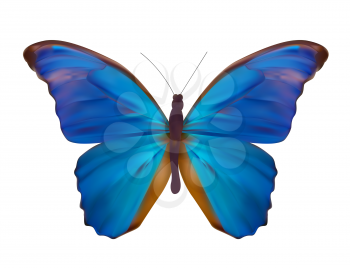 Blue Butterfly Isolated on White Realistic Vector Illustration EPS10