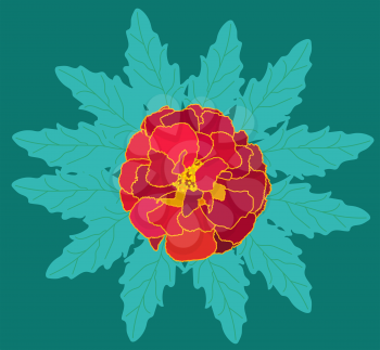 Beautiful Blooming Flower Tagetes with Green Leaves. Vector Illustration. EPS10