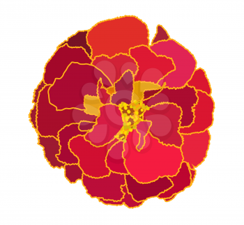Beautiful Blooming Flower Tagetes on White Background. Vector Illustration. EPS10