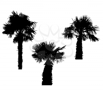 Isolated Silhouette of Palm Trees on White Background. Vector Illustration. EPS10