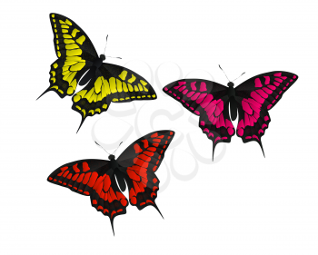 Butterfly Vector Illustration EPS10