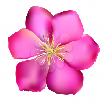 Pink Clematis. Isolated on White Background. Vector Illustration EPS10