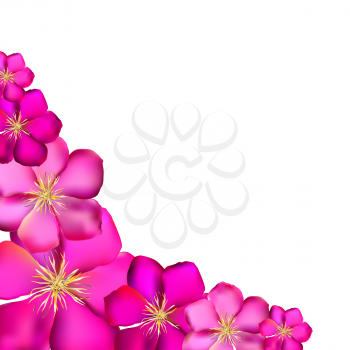 Pink Clematis On White Background Vector Illustration EPS10