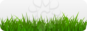 Summer Abstract Background with Grass. Vector Illustration