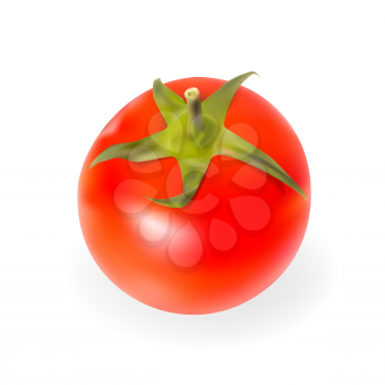 Fresh Tomatoes Isolated on White Background Vector Illustration. EPS10