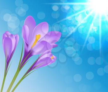 Vector Illustration Crocus Flower on Background EPS10