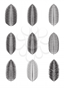 Palm Leaf Isolated Isolated Vector Illustration EPS10
