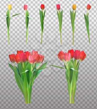 Realistic Vector Illustration Colorful Tulips Collection Set . Not Trace. Red and Yellow Flowers on Transparent Background. EPS10