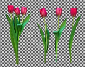 Realistic Vector Illustration Colorful Tulips . Not Trace. Pink Flowers on Transparent Background. EPS10