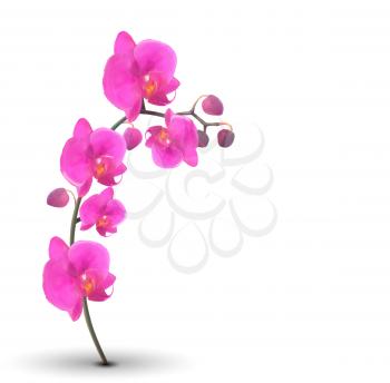 Naturalistic Beautiful Colorful Pink Orchid on White Background.Vector Illustration. EPS10