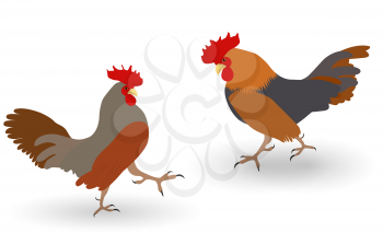 Colorful Two fighting cock against white background. Vector Illustration. EPS10